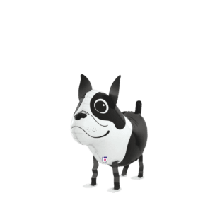 Ballonwalker Boston Terrier Ballon - 48 cm